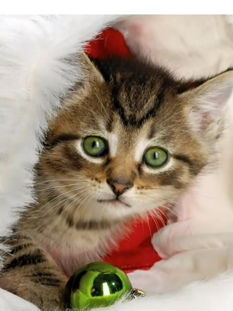 Christmas Cat by alim0355