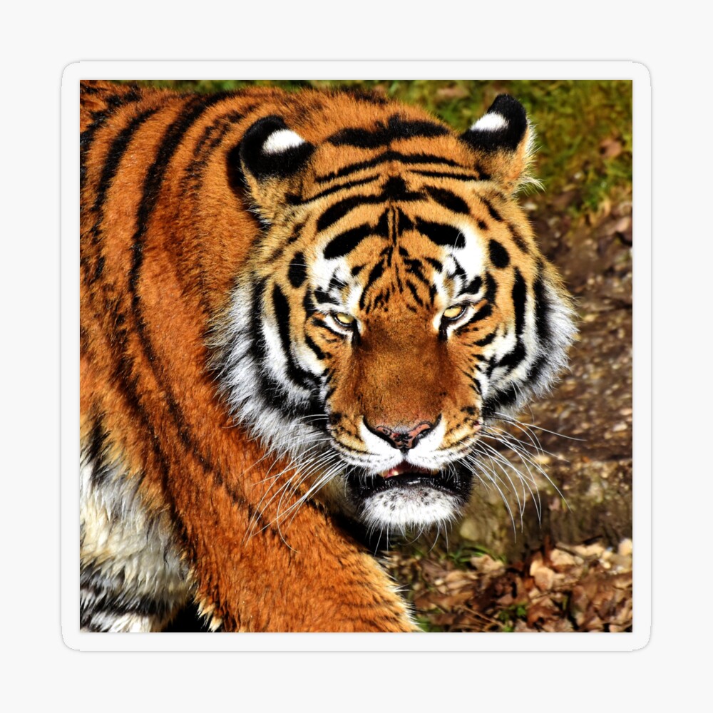 cool tiger design Essential T-Shirt for Sale by FunnyShopStore