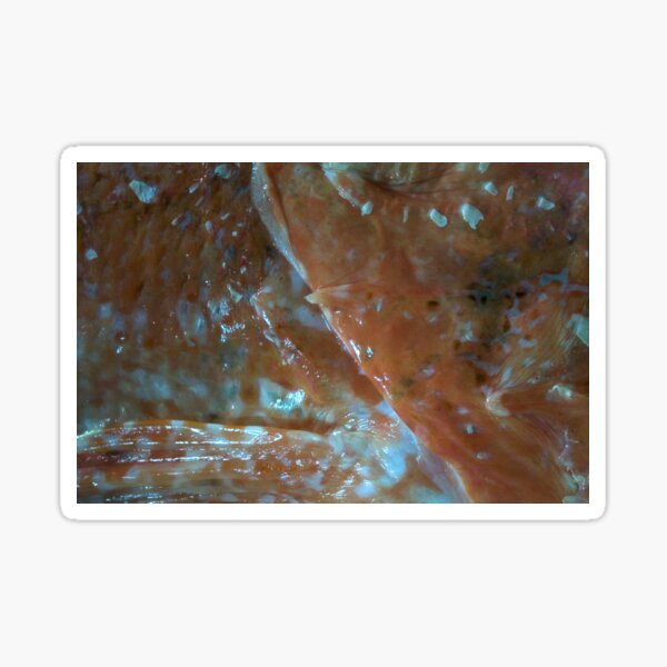 Wonderful sea world 3 Sticker
