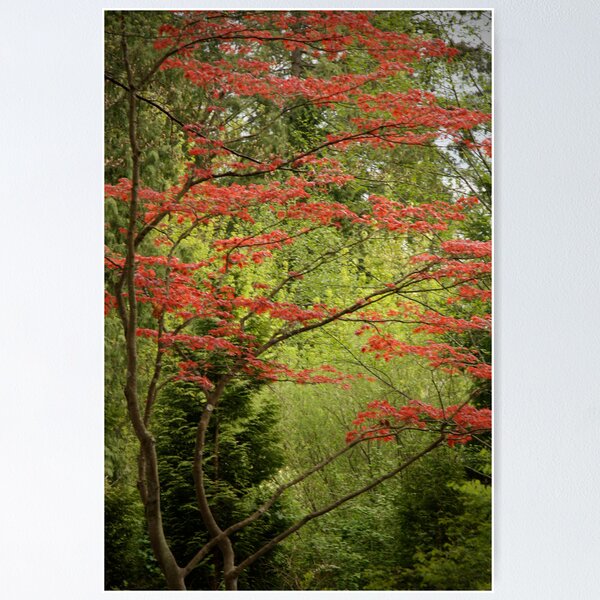 Item preview, Red Tree designed and sold by Abby Lewtas.