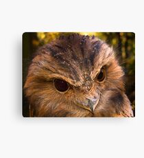 Tawny Frogmouth Canvas Print