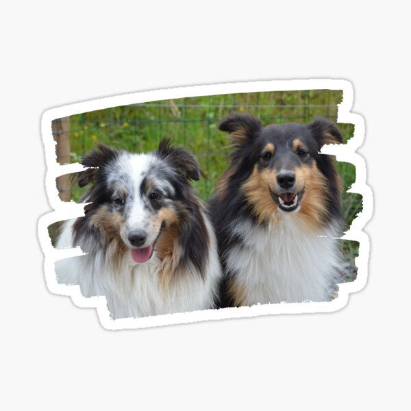 Shelties Smiling Sticker