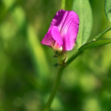Artwork thumbnail, Common Vetch (Vicia sativa) by Hugh McKean