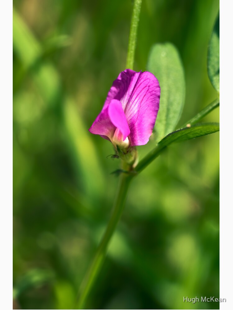 Thumbnail 3 of 3, Relaxed Fit T-Shirt, Common Vetch (Vicia sativa) designed and sold by Hugh.