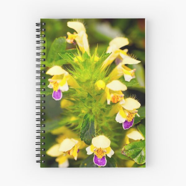 Item preview, Large-Flowered Hemp-nettle (Galeopsis speciosa) designed and sold by Hugh McKean.