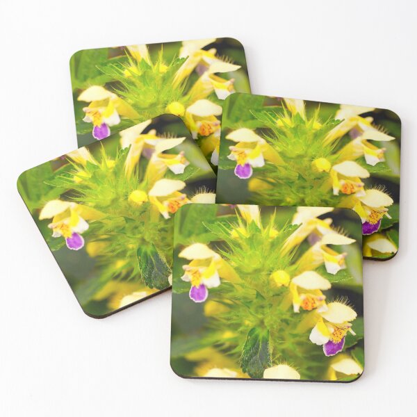 Item preview, Large-Flowered Hemp-nettle (Galeopsis speciosa) designed and sold by Hugh McKean.