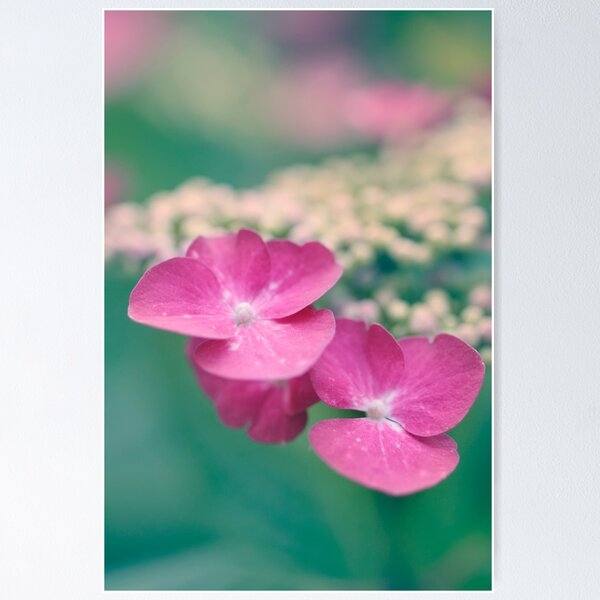 Item preview, Pink Lacecap Hydrangea designed and sold by Lynn Starner.