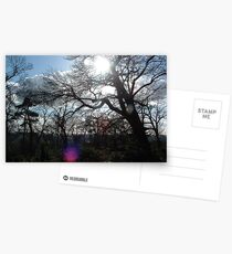 Forest as the Sun Begins to Fall Postcards