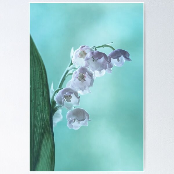 Aperçu de l'œuvre Fleurs de muguet avec des gouttes d'eau créée et vendue par torishaa.