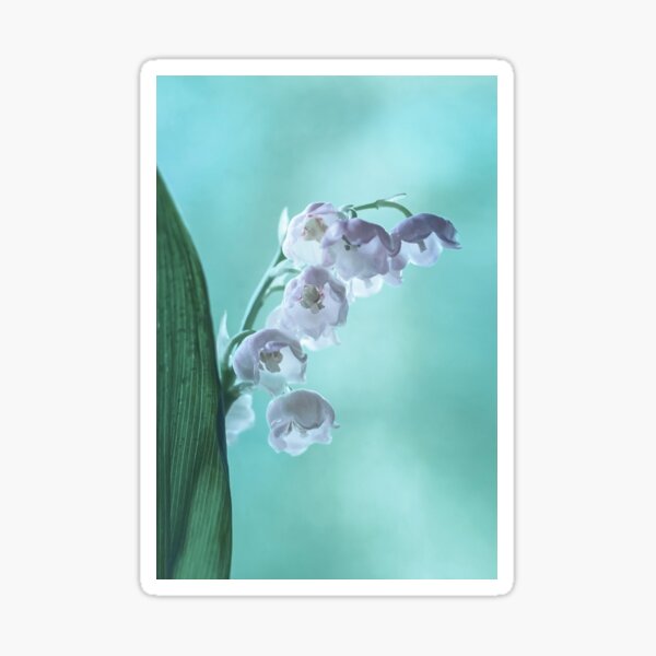 Item preview, Lily of the valley flowers with water drops  designed and sold by torishaa.