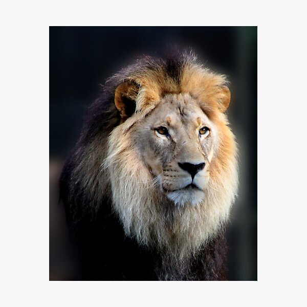 Item preview, MAJESTIC... designed and sold by Helen Akerstrom Photography.