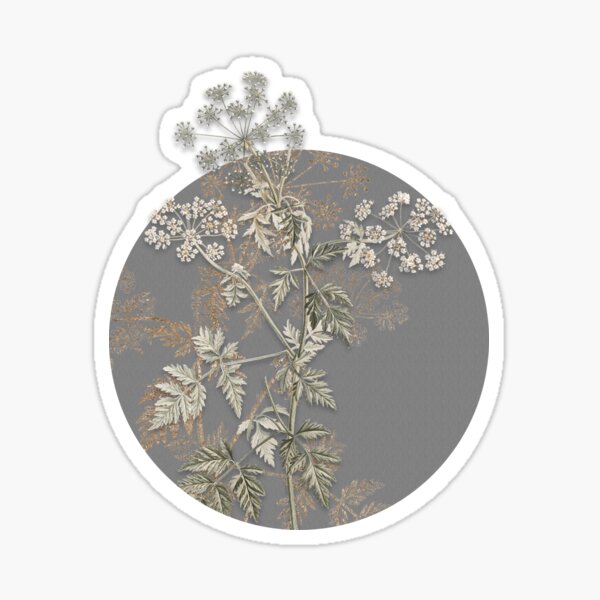 Vintage Hemlock Flowers Botanical Illustration on Circle Sticker
