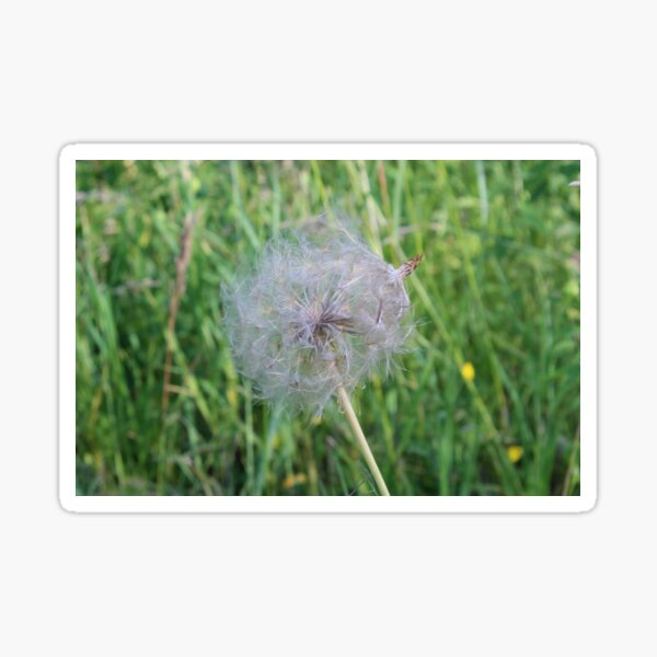 Item preview, Jumbo Dandelion Close Up designed and sold by Susie Kramer.