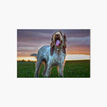 Brown Roan Italian Spinone Sunset Art Board Print