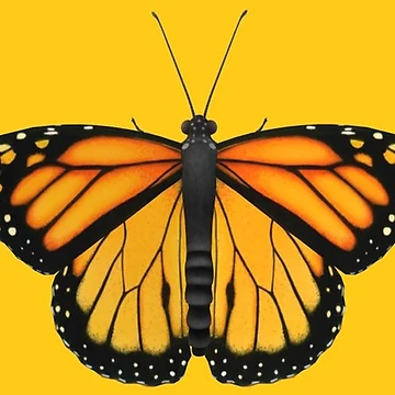 Artwork thumbnail, ORANGE BUTTERFLY by RokSIMPSON