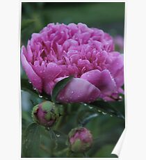 Wet Peony Poster