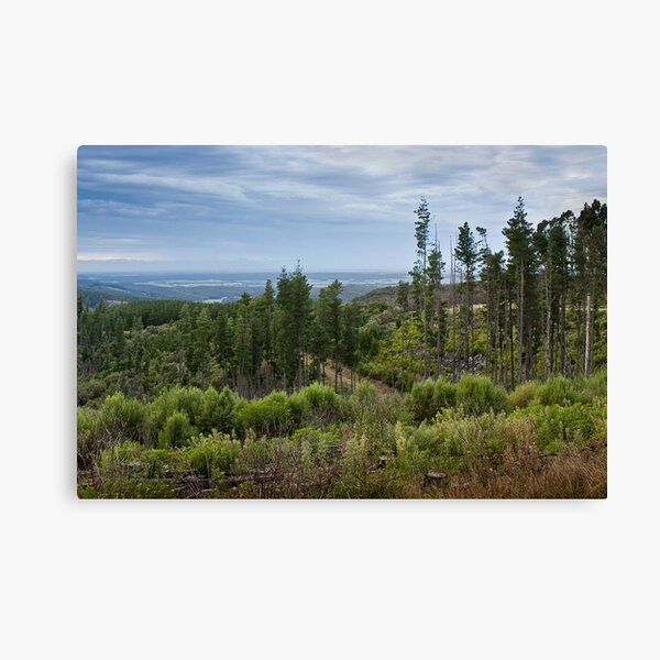 Tarra Bulga National Park #2 Canvas Print