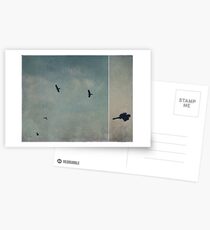 Black Cockatoos Postcards