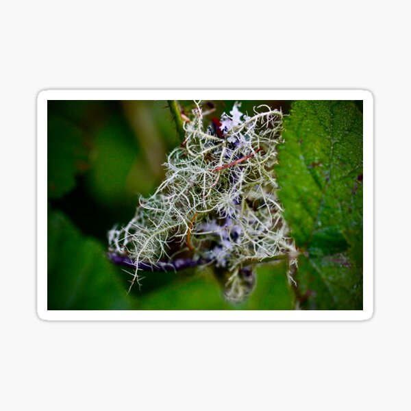 Item preview, Peeking Lichen designed and sold by tasturm1.