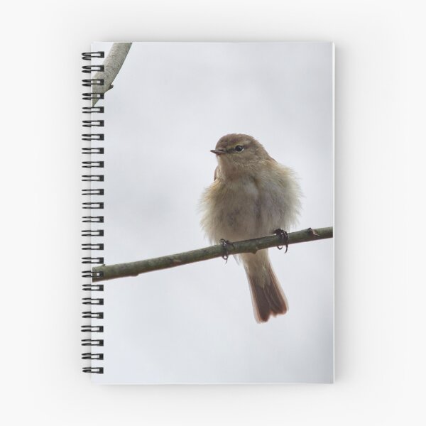Item preview, Chiffchaff chiffchaffing designed and sold by Jouko Lehto Photography.