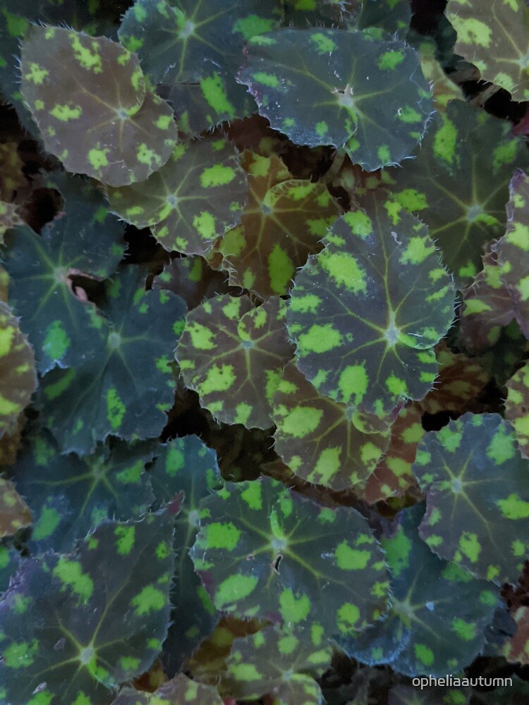 Postal «Begonia Rex Putz Hojas» de opheliaautumn | Redbubble