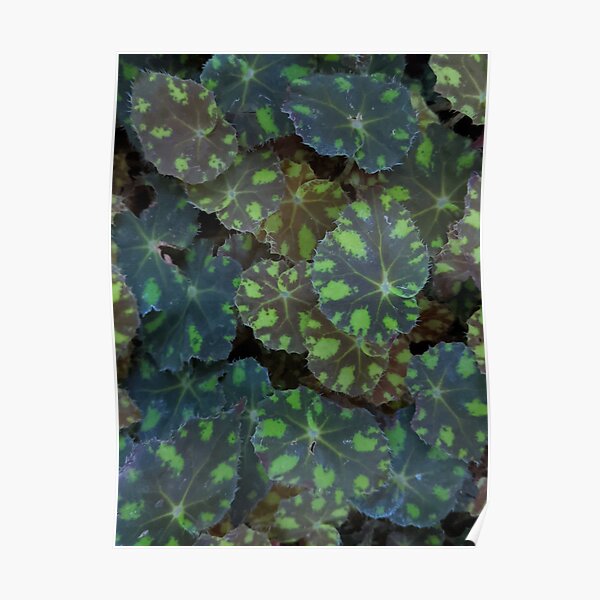 Begonia Rex Putz Leaves Poster