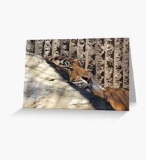 Tiger Greeting Card