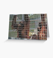 Orangoutang Greeting Card