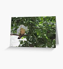 Birdie Greeting Card