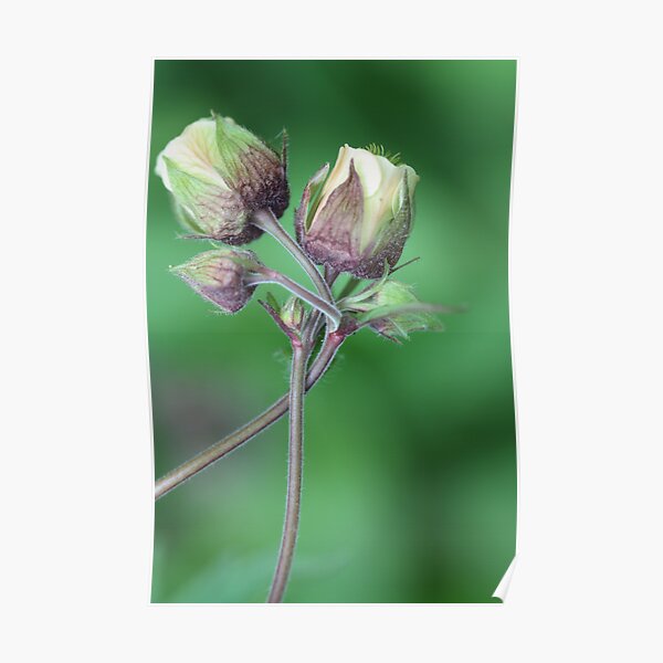 gently entwined Poster