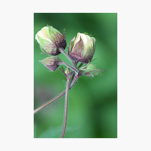 gently entwined Photographic Print