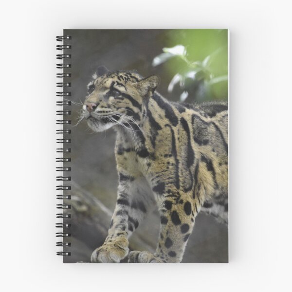 Item preview, Clouded Leopard at the National Zoo designed and sold by Zoo and Nature Photography by Karie.