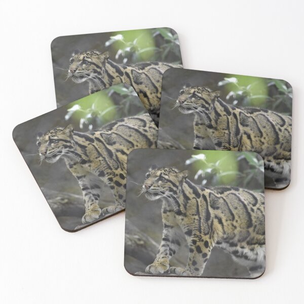 Item preview, Clouded Leopard at the National Zoo designed and sold by Zoo and Nature Photography by Karie.