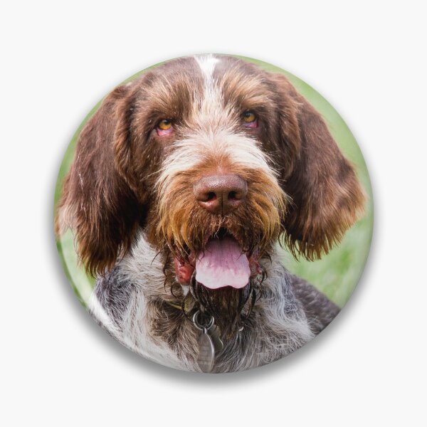 Item preview, Lying in the grass Spinone by heidiannemorris designed and sold by FOLK ART FUSION by heidiannemorris.