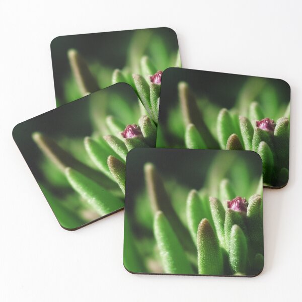 Item preview, A small flower of a houseleek plant in a garden designed and sold by ToniStauche.