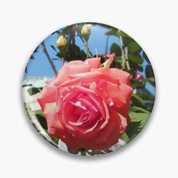 Item preview, Jersey City, New Jersey, Rose Close-Up, Van Vorst Park  designed and sold by lenspiro.