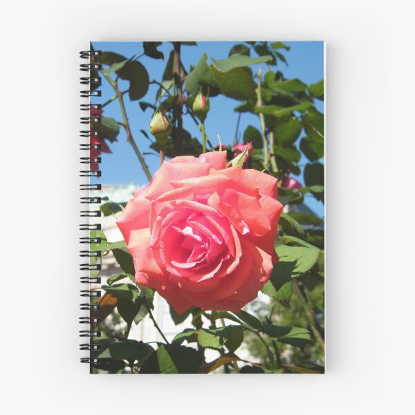 Item preview, Jersey City, New Jersey, Rose Close-Up, Van Vorst Park  designed and sold by lenspiro.