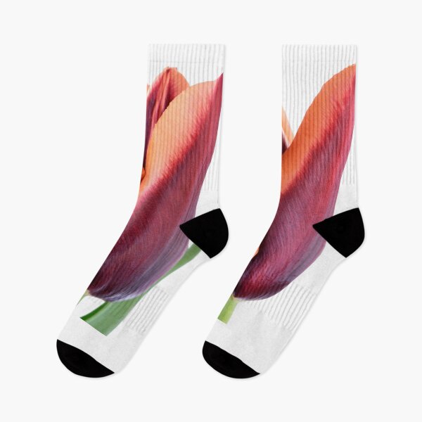 Item preview,  Tulipa & # 39; Slawa & # 39; Triumph Tulip designed and sold by Chris Burrows.