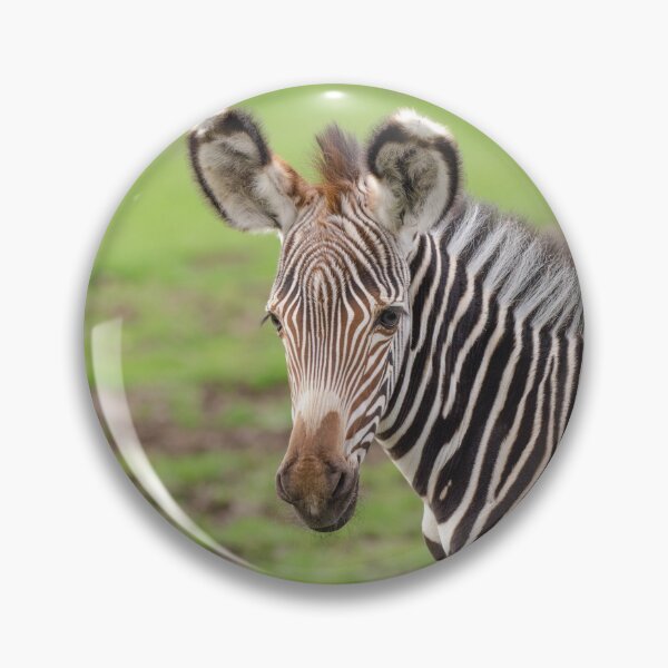 Item preview, Cute zebra foal designed and sold by photosbygemmad.