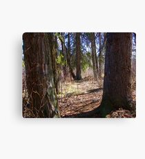 Forest Giants Canvas Print