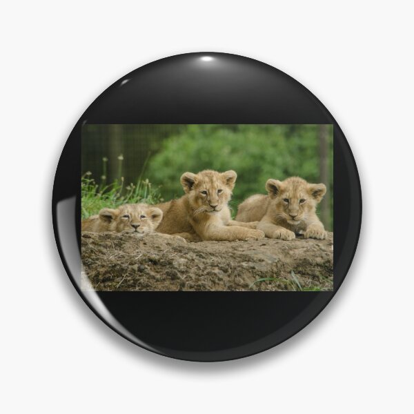 Item preview, Lion cubs trio designed and sold by photosbygemmad.