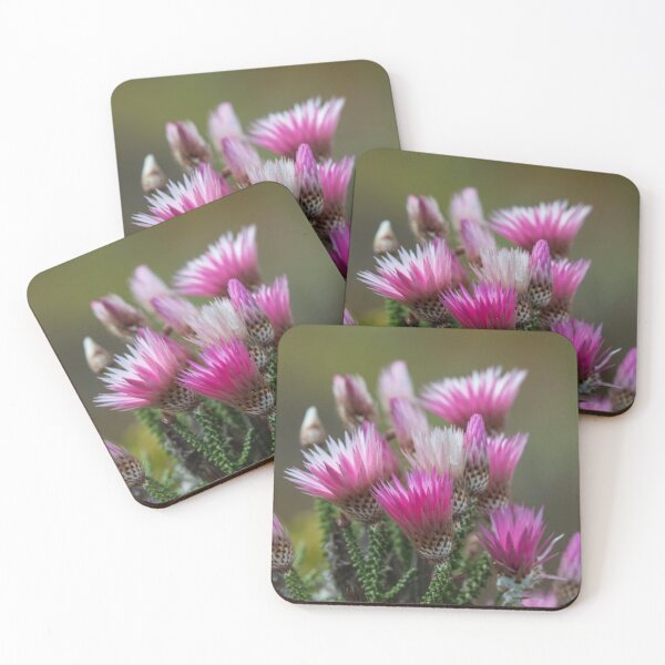 Item preview, Everlasting - a wild flower from South Africa designed and sold by ChrisJoubert.