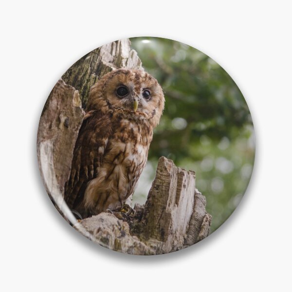 Item preview, Tawny owl designed and sold by photosbygemmad.
