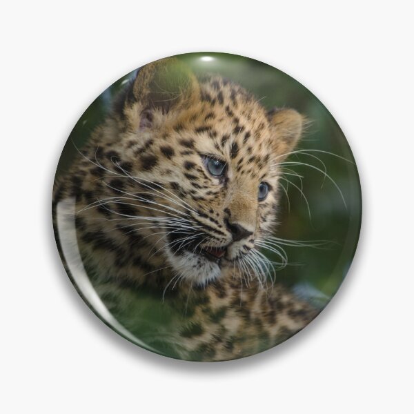 Item preview, Amur Leopard cub in tree designed and sold by photosbygemmad.