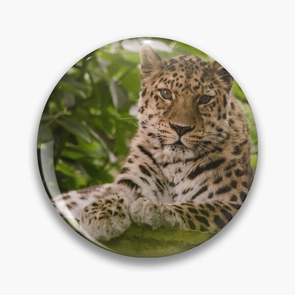 Item preview, Amur leopard lazing designed and sold by photosbygemmad.