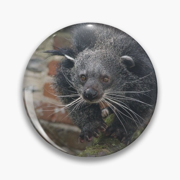 Item preview, Binturong  designed and sold by photosbygemmad.