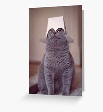 fig 1.4 - Cat with Chinese takeaway box on head Greeting Card