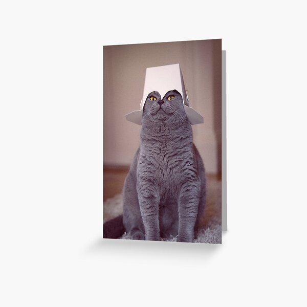 fig 1.4 - Cat with Chinese takeaway box on head Greeting Card