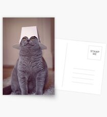 fig 1.4 - Cat with Chinese takeaway box on head Postcards