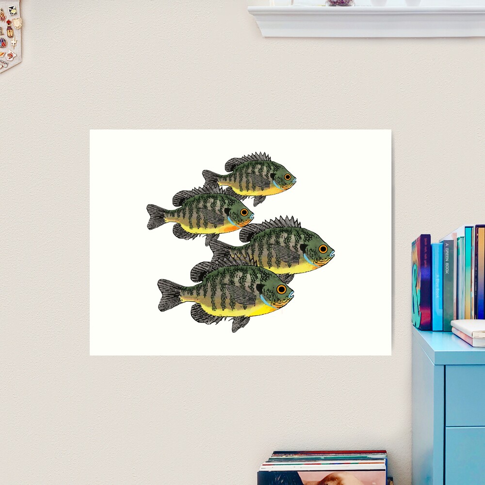 Bluegill Sunfish School Art Print for Sale by fishfolkart